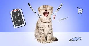 3 Vet-Recommended Steps to Prevent Dental Disease in Cats | Pumpkin Pet  Insurance