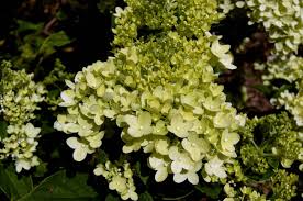 Image result for Gaertnera paniculata