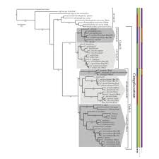 Image result for Kylicanthe rohrii