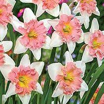 Delnashaugh Daffodil Super Sak Bulk Pink Daffodils Daffodils Daffodil Bulbs Bulb Flowers