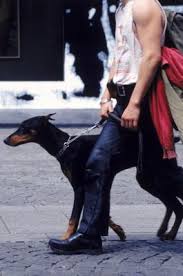 Find doberman pinschers for sale on oodle classifieds. Hair Loss In A Doberman