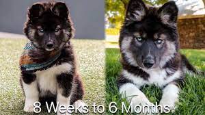 Siberian husky puppies for sale! 8 Weeks To 6 Months My Husky Transformation Youtube