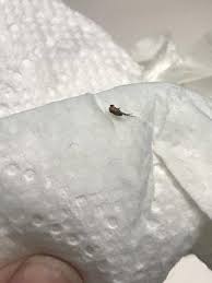 Elite pest & termite control treated my basement for woodpests. Moran S Elite Termite And Pest Management 400 Reisterstown Rd Pikesville Md Pest Control Mapquest