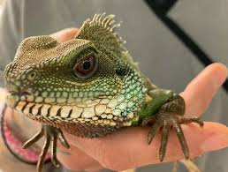 Exotic pet refers to any pet not commonly seen in traditional canine and feline practice and includes pet birds, reptiles, rabbits, rodents, exotic cats, miniature pigs, sugar gliders, small hooved stock, and sometimes zoo. East Hartford Exotic Vet Reptile Vet
