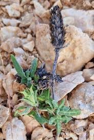 Image result for Blepharis involucrata