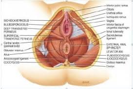 Anatomy, female pelvis, medical & nursing. Your Pelvic Floor Crystal Daigneault