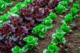Vegetable plants expend an enormous amount of energy blooming and producing fruit that never gets to mature as far as the plants are concerned. How To Have A Long Producing Vegetable Garden