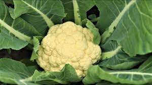Cauliflower is a large vegetable, but the roots are surprising shallow. How To Grow Cauliflower Loose Cauliflower From Seed To Flower Youtube