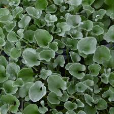 Image result for Dichondra