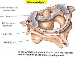 Atlantoaxial Instability Human Skeleton Anatomy Joint Anatomy