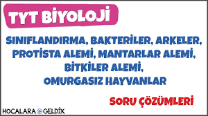 Siniflandirma Bakteriler Arkeler Protista Mantarlar Ve Bitkiler Alemi Omurgasiz Hayvanlar Youtube