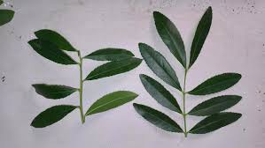 Image result for Catha edulis
