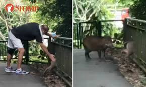 The wild boar later entered the nearby waterbay executive condominium, where security guards trapped it in the bin centre. Wild Boar Attacks In Singapore Page 2 Spacebattles Forums