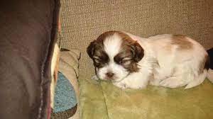To help you out we have prepared a price list of the most adorable mini bear dogs so you can have a better idea of what to expect when it. Teddy Bear Puppies For Sale For Sale In Coraopolis Pennsylvania Classified Americanlisted Com