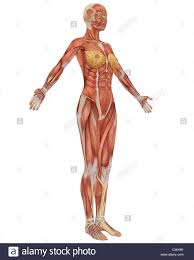 Jan 20, 2018 · the major muscle in the chest is the pectoralis major. Chest Muscles Anatomy Woman Anatomy Drawing Diagram
