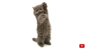 By sara ochoa, dvm april 06, 2019. How To Stop Your Cats From Scratching Furniture Jackson Galaxy