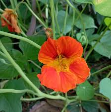 Image result for Tropaeolaceae