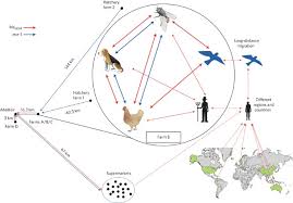 Malaysia's poultry meat consumption in 2019 was above the oecd average of that year. Comprehensive Resistome Analysis Reveals The Prevalence Of Ndm And Mcr 1 In Chinese Poultry Production Nature Microbiology