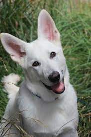 We provide them with a safe, secure foster home, where they receive necessary veterinary care and. 900 Love Of Gsd Ideas In 2021 German Shepherd Dogs Gsd Shepherd Dog
