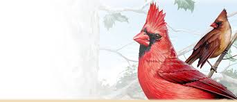 Once you've decided to raise it on your own, pick it you can even make a paste with your blender. Northern Cardinal Facts Information Photos And Artwork