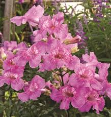 Image result for Podranea