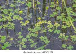 Image result for Marsileaceae