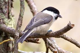 Bird With No Feathers Animal Avian Beak Bird Blur Close Up Cute Daylight Fauna Feathers Foraging Little Outdoors Side View Sit Songbird Tree Wildlife Wings