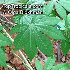 Image result for Manihot esculenta