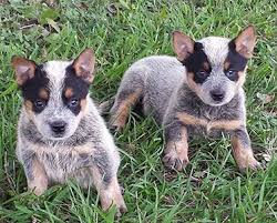 This makes crossing a blue heeler and a border collie a natural choice and a smart one as well. Texas Blue Heelers Akc Registered Blue Heeler Puppies Waller County Texas Blue Heeler Puppies Heeler Puppies Blue Heeler Dogs
