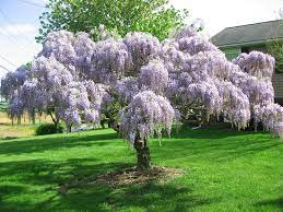 Purple Wisteria Tree Full Bloom 08 Wisteria Tree Purple Wisteria Wisteria Plant