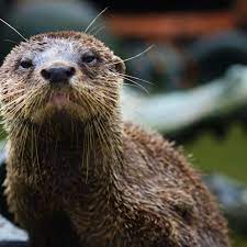 Book a free trial today! 5 Nature Documentaries Disney Should Make To Truly Reflect Our Hellworld Sbnation Com