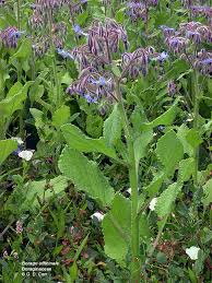 Image result for Boraginaceae