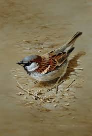 Bird Sitting On Window Sill Meaning Terance James Bond Bird Drawings Birds Painting Watercolor Bird