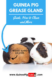 Pin On Guinea Pig Care