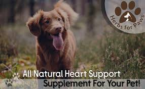 Grades of heart murmur explained. Amazon Com Dog Cardio Strength Heart Murmur Hawthorn Supplement Powder Hawthorne For Dogs Vitamins For Pet Heart Health Made In Usa 4 0 Oz Health Personal Care