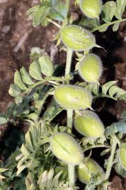 Image result for Eriosema flexuosum