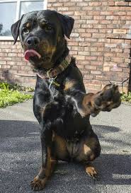 High 5 By Littlemissbee Via Flickr Kopek Turleri Kopek