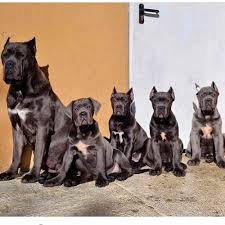 Buy puppies at the best price. Cria De Cane Corso Venta De Cane Corsos Comprar Cachorros Cane Corso Online