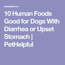 12 Human Foods To Give To Dogs With Diarrhea Or Upset Stomach Upset Stomach Food Dog Upset Stomach Remedies Dog Upset Stomach