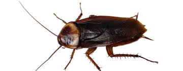 Many homeowners are scared when they see certain pests around their home, simply because they might what guardian home pest control will do for you. Seattle Lawn Care Services Pest Control Tree Service