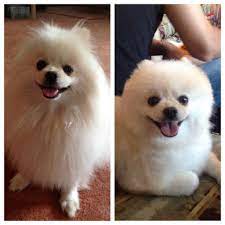 Pin On Pet Stuff