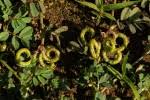 Image result for Indigofera gairdnerae