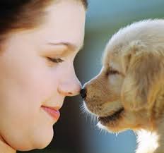 Some healthy dogs just have naturally dryer noses than others. Should My Dog S Nose Be Wet Campus Veterinary Clinic