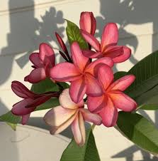 Pin By Anis Rana On Frangipani Frangipani Beautiful Flowers Flowers