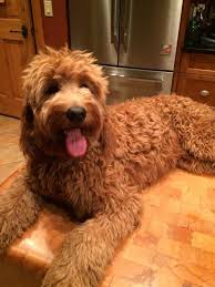 Why buy a goldendoodle puppy for sale if you can adopt and save a life? Kimberlee S Kennels