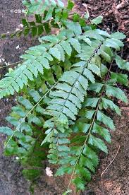 Image result for Asplenium goetzei