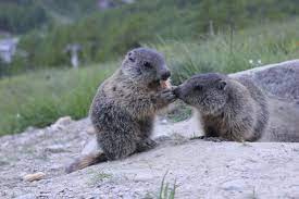 Feiere den familienzuwachs mit personalisierten ankündigungen, kissen. Baby Murmeli Saasfee Saas Fee Koala Bear Koala