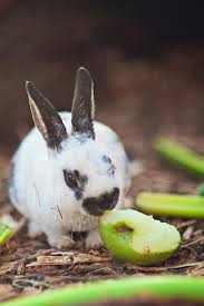 How to prevent bunnies from eating flowers. Can Rabbits Eat Aloe Vera All You Need To Know The Tilth
