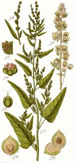 Arroche Legumes Perpetuels Plantes Sauvages Comestibles Vivaces