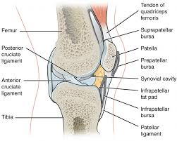 It has an amazing range of motion. Synovial Joints Anatomy And Physiology I